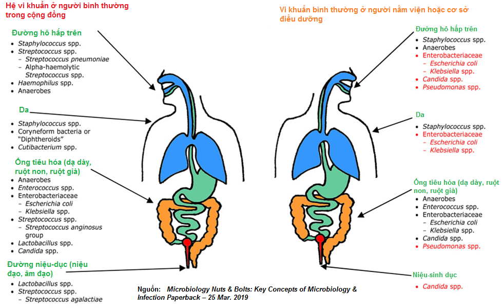 Hệ vi khuẩn bình thường của người